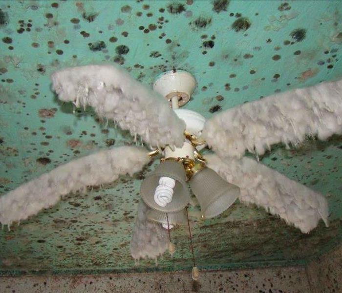 Ceiling fan and ceiling covered in mold