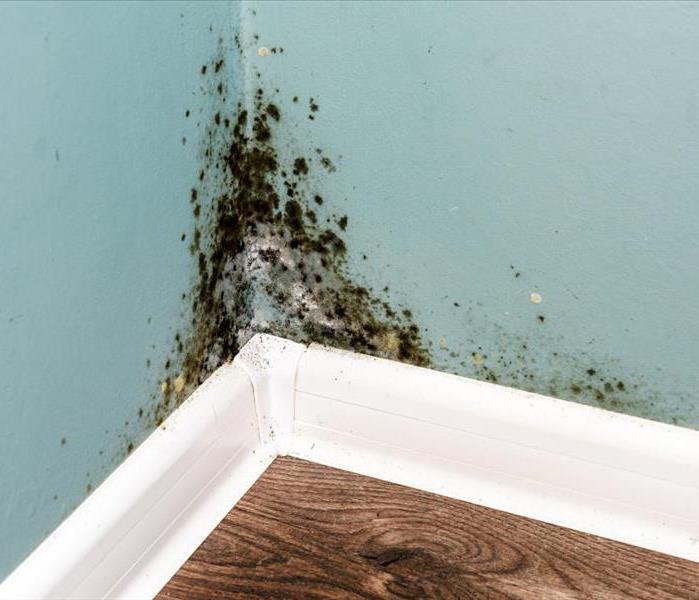 Mold damage in a room